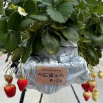 グリナリウム淡路島 - 