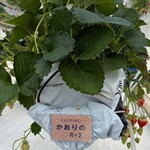 グリナリウム淡路島 - 