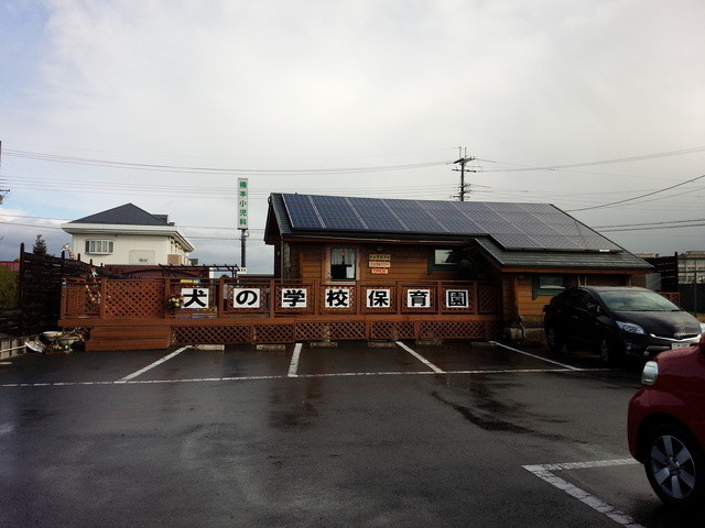 Link and Lily photo 3