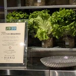 泗水焼肉HAKU - ノウフク