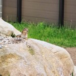 グランピング リゾート ヴィーナス - 野生のリス