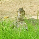 グランピング リゾート ヴィーナス - 野生のリス