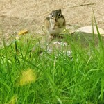 グランピング リゾート ヴィーナス - 野生のリス