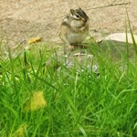 グランピング リゾート ヴィーナス - 野生のリス