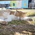 あざま共同売店 - 