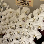 arbreims - うしふじ坂本オーナーより祝花