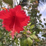 ゆうなんぎい - 