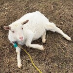 グリナリウム淡路島 - 