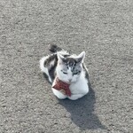 夢庵 - 料理写真:愛猫は疲れると動かない笑