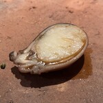 さざれ - 飯蛸の柔らか煮