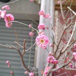 とんかつ ゆたか - 