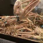 近江町・海鮮市場料理 市の蔵 - 蟹蟹蟹！