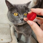 ピエール マルコリーニ - 