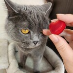 ピエール マルコリーニ - 