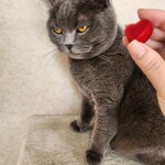 ピエール マルコリーニ - 