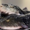 伊中同宴 KAZU - 料理写真: