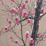 レストラン アイリス - もう春ですね！