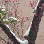 レストラン アイリス - 綺麗〜♡