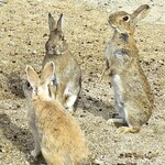 忠海港 - 【参考】大久野島のウサギ
