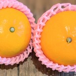 角上魚類 相模原店 - これこれ‼せとかちゃん♡2個購入♬