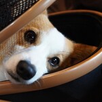 炭火割烹 稲米舎 - 