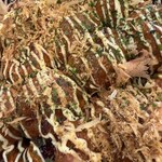 ジャンボ酒場 - 