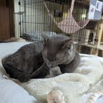 クレープと猫家 - 