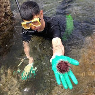 live red sea urchin