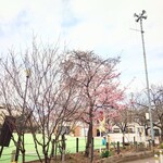 やぶ善 - 店前の路地を入ってすぐの"さくら公園"では、梅が見頃です。