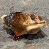 鮨かしわ - 料理写真:「対馬西沖黄金穴子」
長崎県対馬の西側の深海で獲れる穴子は、
砂泥ではなく岩礁地帯に生息しているため
黄金色に輝き、厳しい海流に揉まれ
蟹や海老など良質な餌を食べる為
身が肉厚で、旨みも強いです。
深海で育つため、上品な旨さと
とろける様な食感が特徴です。
「籠漁」と言う手法で丁寧に1匹づつ獲られ
鮮度良く保たれる為、より旨みを保つ事ができます。
それを、炭火で香ばしく焼き上げました。