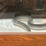 うなぎ 炙一徹 - 