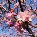 一夜城 ヨロイヅカ・ファーム - 