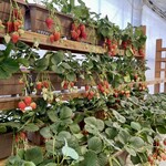 嶋村屋熊谷 いちご園 - 