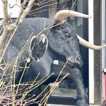 鐵板燒 櫻Komachi 武家屋敷店 - 