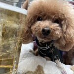 養老乃瀧 - ドリンク写真:カンパーイ♪