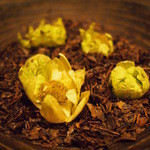 フロリレージュ - 