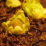 フロリレージュ - 