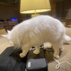 猫カフェMOCHAラウンジ 新宿店