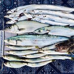 和歌浦湾の「究極の鮮魚」料理（釣り・雑賀崎直送） 〜シェフ自らの手当てによる、生命力の結晶〜