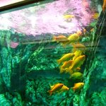 ヒポポパパ - トイレの中を泳ぐ魚