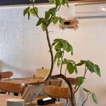 櫻PIZZA - 
