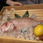 のどぐろ専門 銀座 中俣 - 