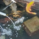 いわし料理 善 - 