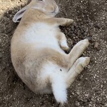 レストラン うさんちゅ - 料理写真: