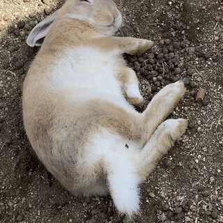 レストラン うさんちゅ - 料理写真: