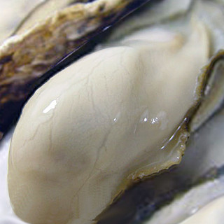 ドラゴンバンブー_1