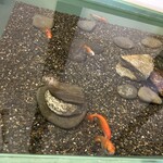 きんぎょcafe 柳楽屋・陽だまり - 