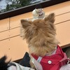 ほんたき寺巣 - アフォガートに興味津々のおと