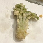 天冨良 かんの - タラの芽です