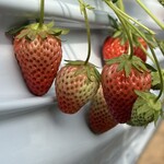 みやもとファーム　農家カフェ - 